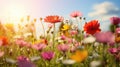 Beautiful cosmos flowers blooming in garden