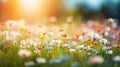 Beautiful cosmos flowers blooming in garden