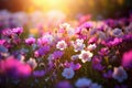 Beautiful cosmos flowers blooming in garden