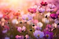 Beautiful cosmos flowers blooming in garden