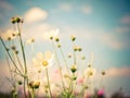 Beautiful Cosmos flowers Cosmos Bipinnatus.