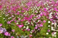 Beautiful Cosmos flowers field