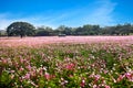 Field. Flower field. Cosmos flower in a field. background.