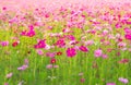 Beautiful cosmos flowers field at Jim Thompson farm Royalty Free Stock Photo