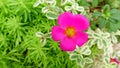 Beautiful cosmos flowers