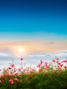 Beautiful cosmos flowers in garden with foggy winter sunrise in mountains Royalty Free Stock Photo