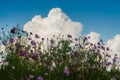 Beautiful cosmos flowers in garden under sky Royalty Free Stock Photo