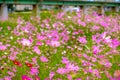 Beautiful cosmos flowers during summer season in Gyeongju city o Royalty Free Stock Photo