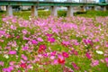 Beautiful cosmos flowers during summer season in Gyeongju city o Royalty Free Stock Photo