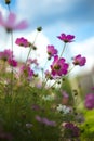 Beautiful cosmos flowers Royalty Free Stock Photo