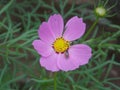 Beautiful Cosmos