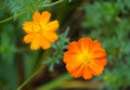 Cosmos Sulphureus, a tall orange flower