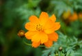 A beautiful Cosmos Sulphureus, a tall orange flower