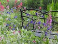 Beautiful cottage garden flowers with metal bench Royalty Free Stock Photo