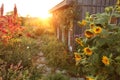 Beautiful Cottage Shed in Country Garden at Sunset Royalty Free Stock Photo