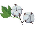 Beautiful cotton branch with flowers and leaves. Natural fluffy fiber on the stem.