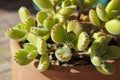 Cotyledon Tomentosa succulent plant in the garden