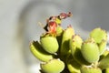 Cotyledon Tomentosa succulent plant in the garden