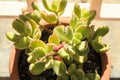 Cotyledon Tomentosa succulent plant in the garden