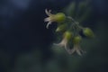 Beautiful Cotyledon Tomentosa succulent plants flower Royalty Free Stock Photo