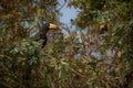 Beautiful and coulourful bird in the nice nature