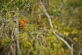 Beautiful coulourful brown winged kingfischer Royalty Free Stock Photo