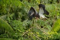 Beautiful coulourful stork in the nature habitat in Africa