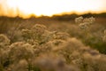 Beautiful Country Field At Sunrise