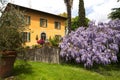 Beautiful country house in Tuscany with big plant of wisteria Royalty Free Stock Photo