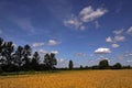 A beautiful country landscape with a wheat fields Royalty Free Stock Photo