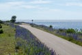 Beautiful country road with blue flowers along the coast of The Baltic Sea