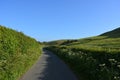 Beautiful country road in late spring, UK Royalty Free Stock Photo
