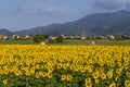 The beautiful countryside around Bientina, with sunflowers and hay bales in the summer season, Pisa, Tuscany, Italy Royalty Free Stock Photo