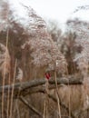 Beautiful countryside Dedham water scene outside nature landscape space reeds berries Royalty Free Stock Photo