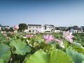 The beautiful countryside lotus