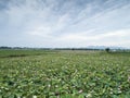 The beautiful countryside lotus