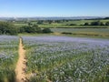 A path through linseed with views to the distance.