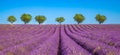 Amazing lavender field on a summer landscape, flowers and meadow and trees. Wonderful scenery, tranquil nature