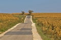 Beautiful countryside road through cornfields