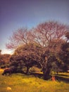 A cow grazing under a leafless tree