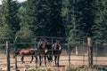 Beautiful countryside view to the horses in a small ranch around the Aspen mountains. Black and white image