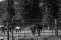 Beautiful countryside view to the horses in a small ranch around the Aspen mountains. Black and white image