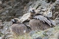 A beautiful couple of black vultures Aegypius monachus Royalty Free Stock Photo
