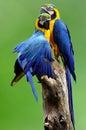 Beautiful couple of blue-and-gold macaw bird perching on log ov Royalty Free Stock Photo