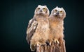 A beautiful couple of burrow owl