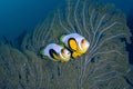 Couple clow fishes with seafan plants in deep blue sea, AI generative fill Royalty Free Stock Photo