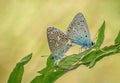 Beautiful couple of colorful figured butterflies blue tit on a green spring glade in the morning dew