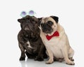 beautiful couple of frenchie with sunglasses and pug with bowtie sitting