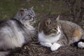 Beautiful couple of gray cats lie on the ground in early spring, mammals pets are resting. Animals background, concept