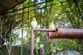 Beautiful couple of green eclectus parrots